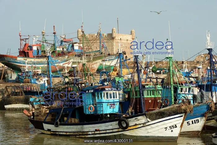 : Morocco fishing boats in harbour : Morocco fishing boats in harbour