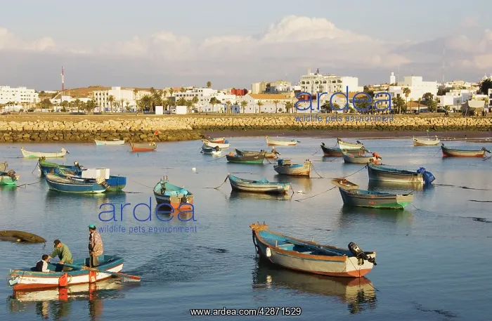 : Morocco - Fishing boats in the harbour of the seaside : Morocco - Fishing boats in the harbour of the seaside