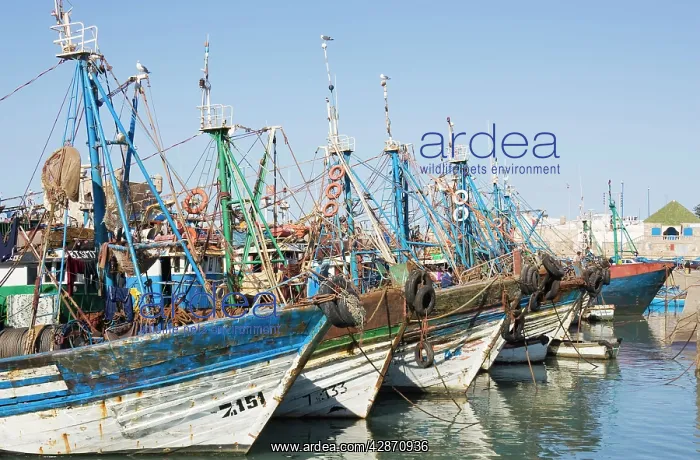 : Morocco - The fishing port of Essaouira, which : Morocco - The fishing port of Essaouira, which