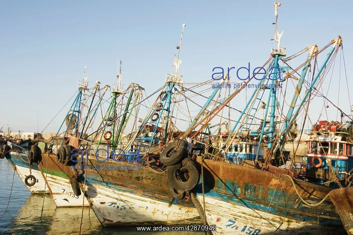 : Morocco - The fishing port of Essaouira, which : Morocco - The fishing port of Essaouira, which