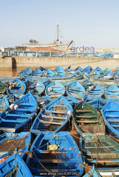 : Morocco - The fishing port of Essaouira, which : Morocco - The fishing port of Essaouira, which