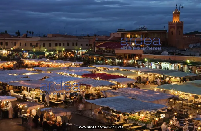  : Morocco - Food stalls at Djemaa El Fna, Marrakesh's