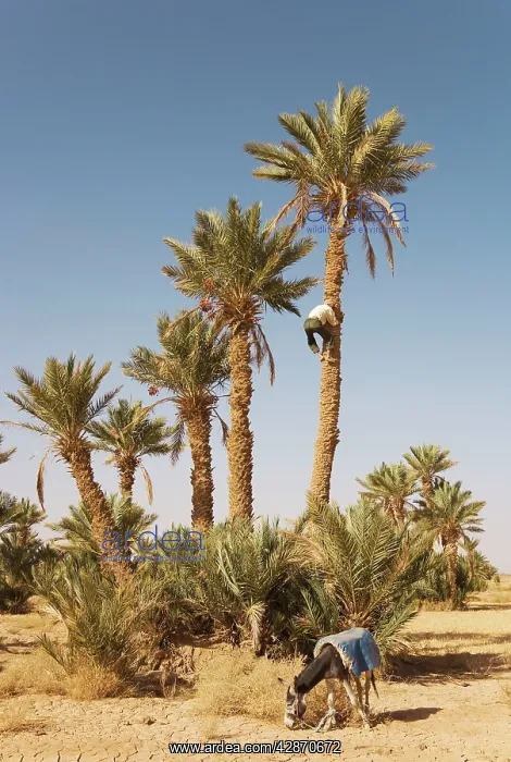: Morocco - Gathering the ripe dates from high date : Morocco - Gathering the ripe dates from high date