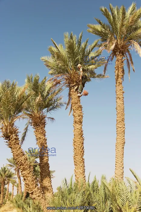: Morocco - Gathering the ripe dates from high date : Morocco - Gathering the ripe dates from high date