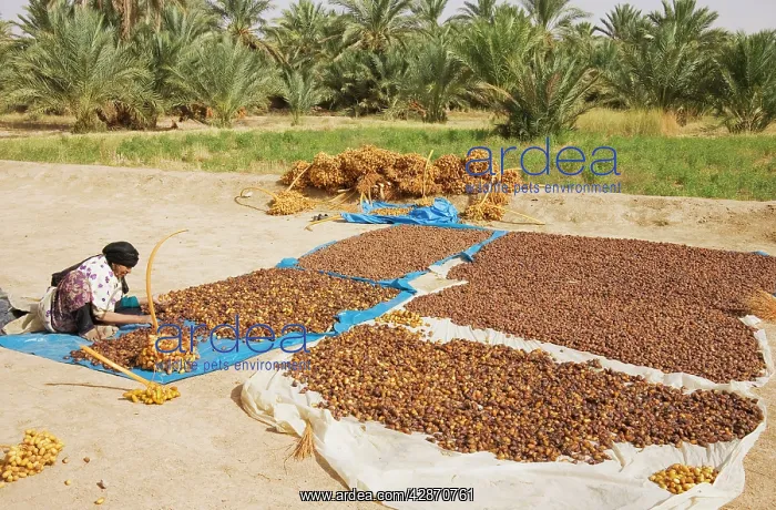 : Morocco - Harvested dates are graded according : Morocco - Harvested dates are graded according