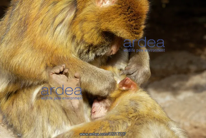 : Morocco, Ifrane National Parc. Barbary macaque : Morocco, Ifrane National Parc. Barbary macaque