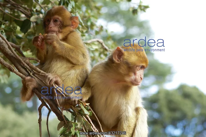 : Morocco, Ifrane National Parc. Barbary macaque : Morocco, Ifrane National Parc. Barbary macaque
