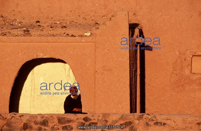 : MOROCCO - Ksar / village of Tissergate and Berber : MOROCCO - Ksar / village of Tissergate and Berber
