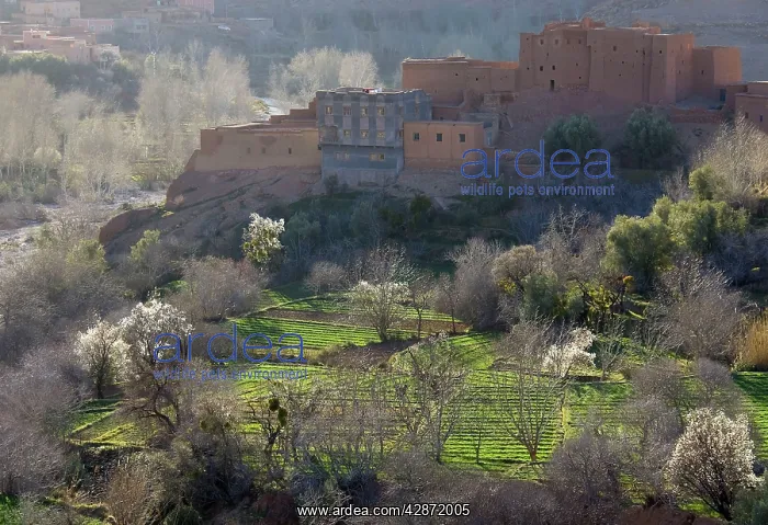 : Morocco - Ksour (= fortified villages) and kasbahs : Morocco - Ksour (= fortified villages) and kasbahs