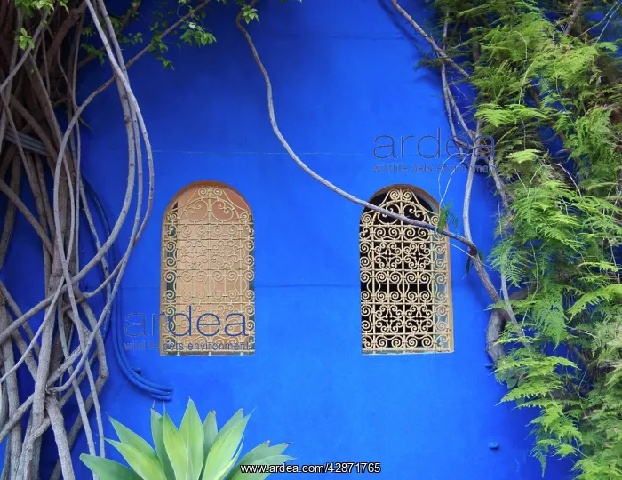 : Morocco - Detail in the lovely subtropical garden : Morocco - Detail in the lovely subtropical garden