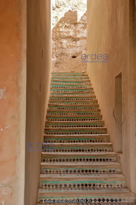 : Morocco, Marrakech. Badii Palace detail : Morocco, Marrakech. Badii Palace detail