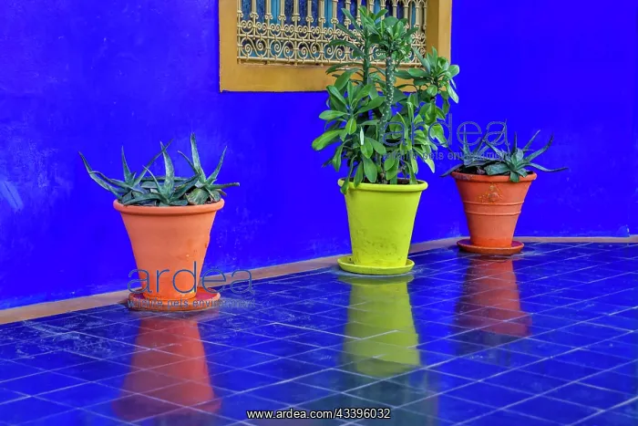 : Morocco, Marrakech. Majorelle Garden (Jardin Majorelle) : Morocco, Marrakech. Majorelle Garden (Jardin Majorelle)