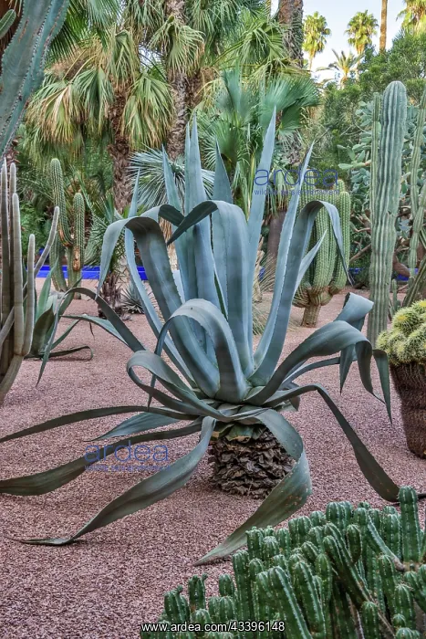 : Morocco, Marrakech. Majorelle Garden (Jardin Majorelle) : Morocco, Marrakech. Majorelle Garden (Jardin Majorelle)
