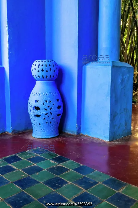 : Morocco, Marrakech. Majorelle Garden (Jardin Majorelle) : Morocco, Marrakech. Majorelle Garden (Jardin Majorelle)