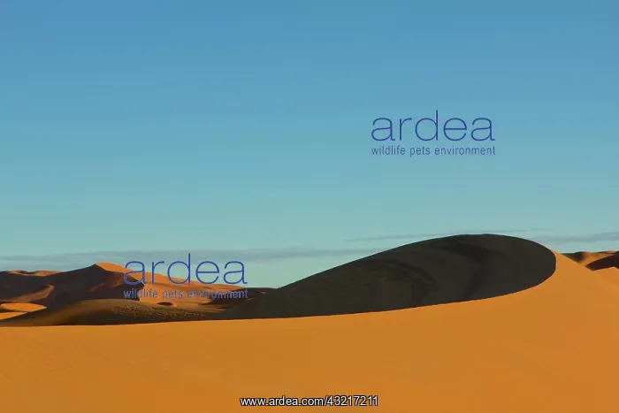 : Morocco, Merzouga. The desert : Morocco, Merzouga. The desert