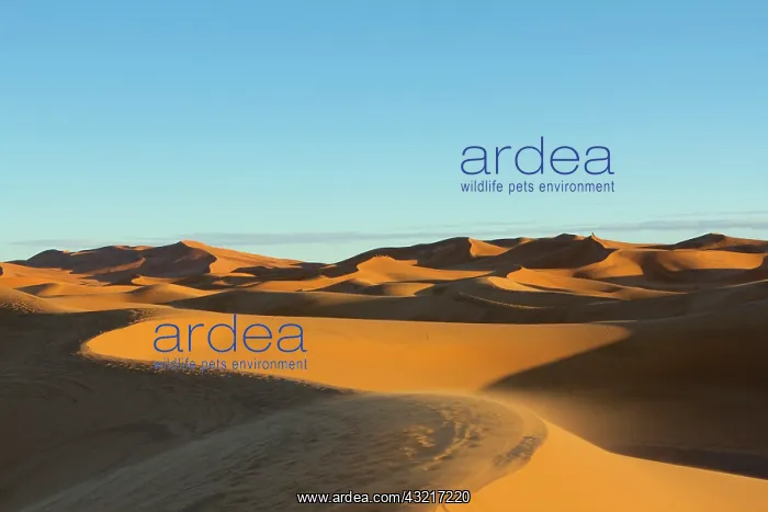 : Morocco, Merzouga. The desert : Morocco, Merzouga. The desert