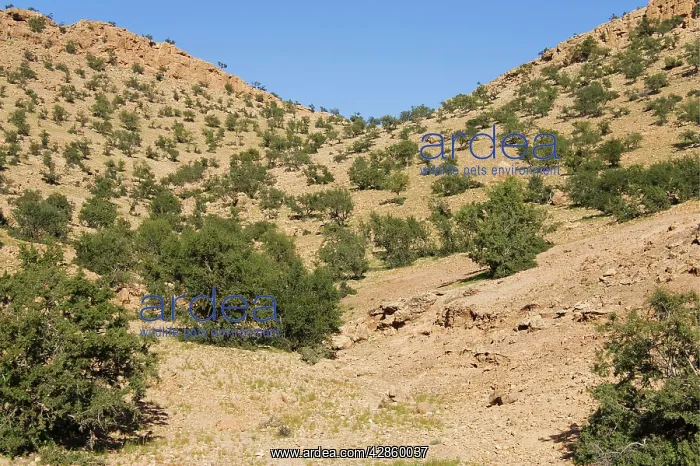 : Morocco - Mountain slope grown with Argan trees : Morocco - Mountain slope grown with Argan trees