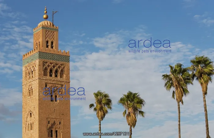  : Morocco - The nearly seventy metres high Koutoubia