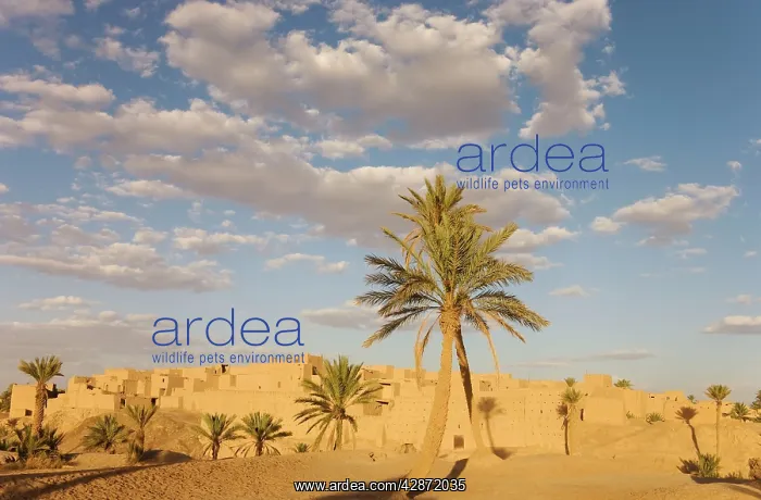 : Morocco - One of the numerous ksour (= fortified : Morocco - One of the numerous ksour (= fortified