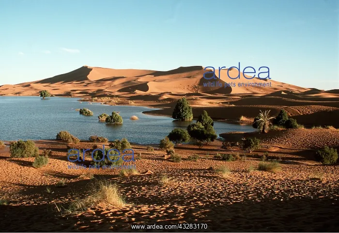 : MOROCCO - Oasis and Erg Chebbi desert sand dunes : MOROCCO - Oasis and Erg Chebbi desert sand dunes