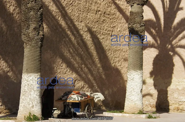 : Morocco - Old man and his handcart with woollens : Morocco - Old man and his handcart with woollens