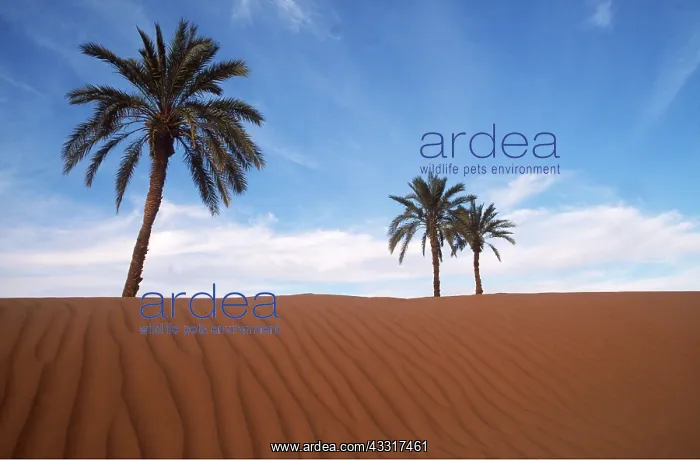 : MOROCCO - Palm trees near Ait Isfoul : MOROCCO - Palm trees near Ait Isfoul