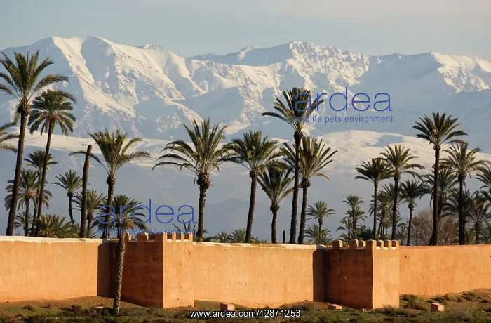 : Morocco - The ramparts of Marrakesh against the : Morocco - The ramparts of Marrakesh against the