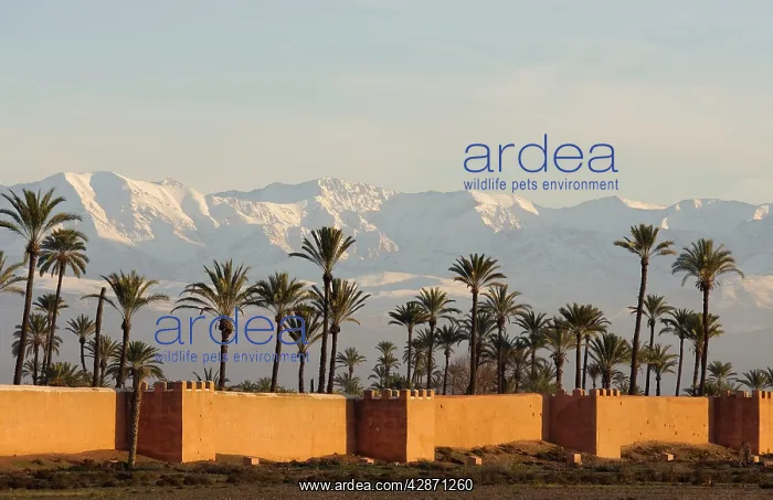 : Morocco - The ramparts of Marrakesh against the : Morocco - The ramparts of Marrakesh against the