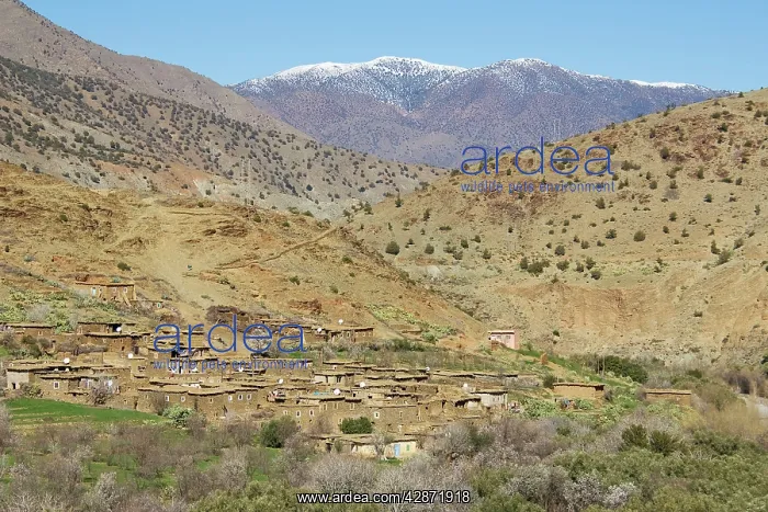 : Morocco - Rooftop satellite dishes evidence the : Morocco - Rooftop satellite dishes evidence the