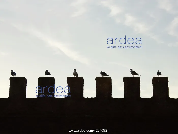 : Morocco - seagulls resting on the city wall of Essaouira : Morocco - seagulls resting on the city wall of Essaouira