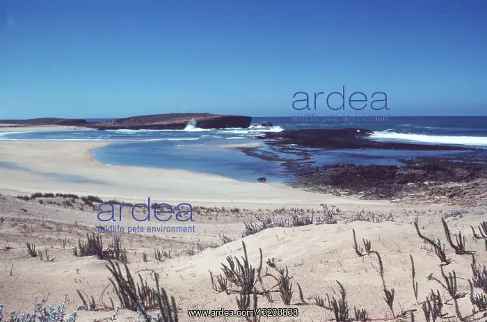 : MOROCCO - Sidi Moussa, Atlantic coast : MOROCCO - Sidi Moussa, Atlantic coast
