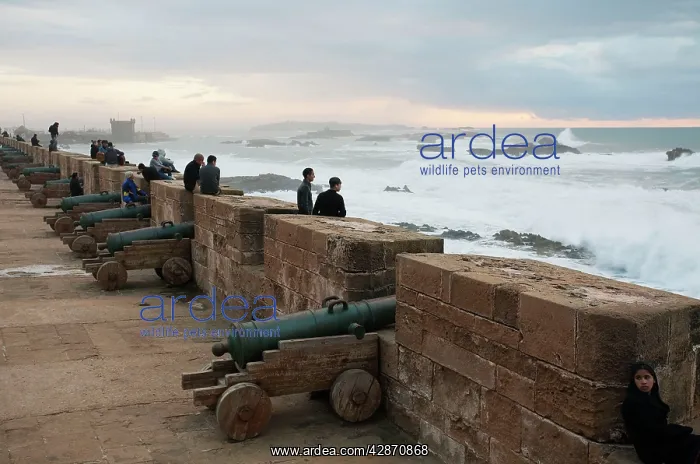 : Morocco - The Skala de la Ville, the great sea : Morocco - The Skala de la Ville, the great sea