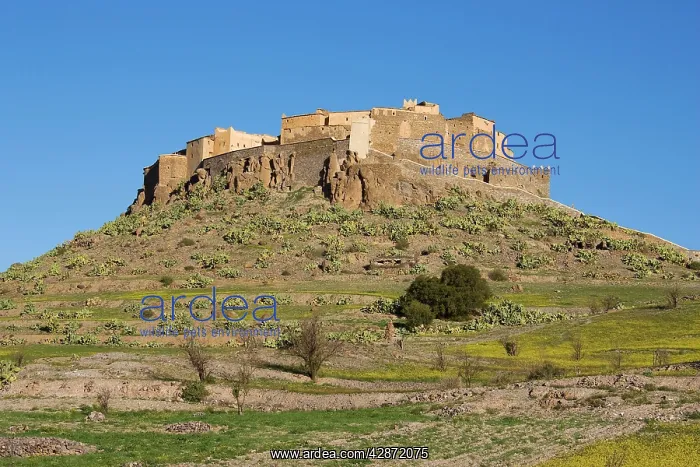 : Morocco - The spectacularly sited agadir (= fortified : Morocco - The spectacularly sited agadir (= fortified