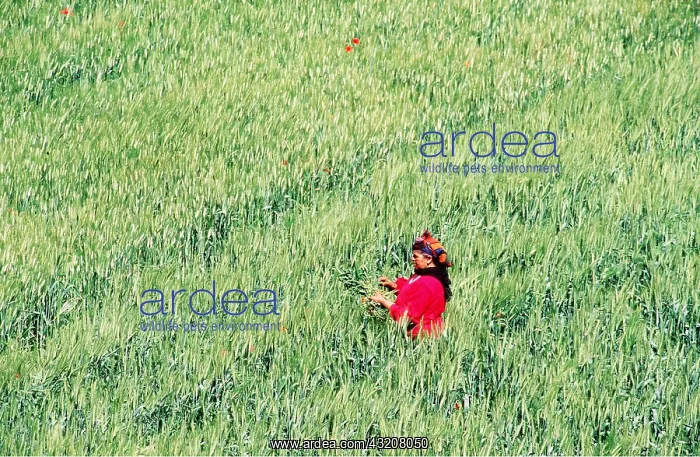 : MOROCCO - Spring (May), Woman taking weed out of cornfield : MOROCCO - Spring (May), Woman taking weed out of cornfield
