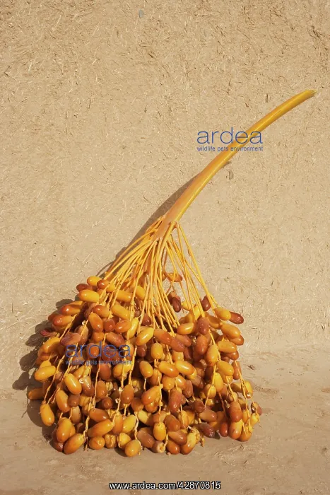 : Morocco - A stalk with dates during the date harvest : Morocco - A stalk with dates during the date harvest