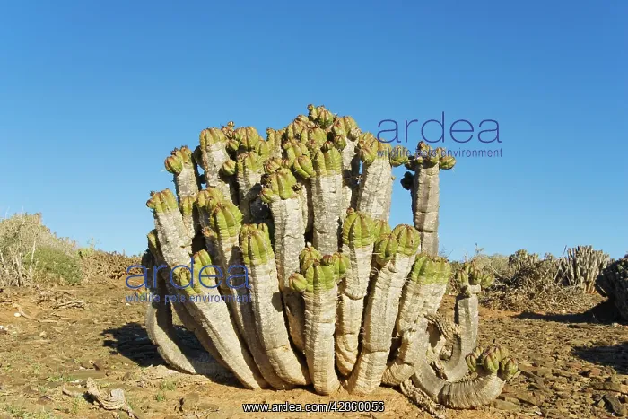 : Morocco - Succulent plant west of Guelmim : Morocco - Succulent plant west of Guelmim