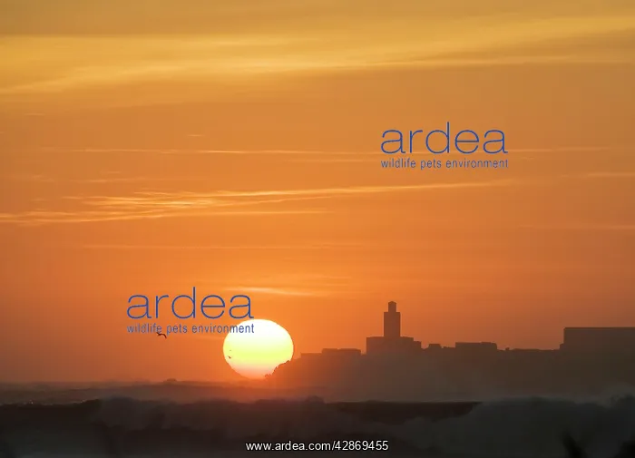 : Morocco - Sunset in Essaouira at the Atlantic Ocean : Morocco - Sunset in Essaouira at the Atlantic Ocean