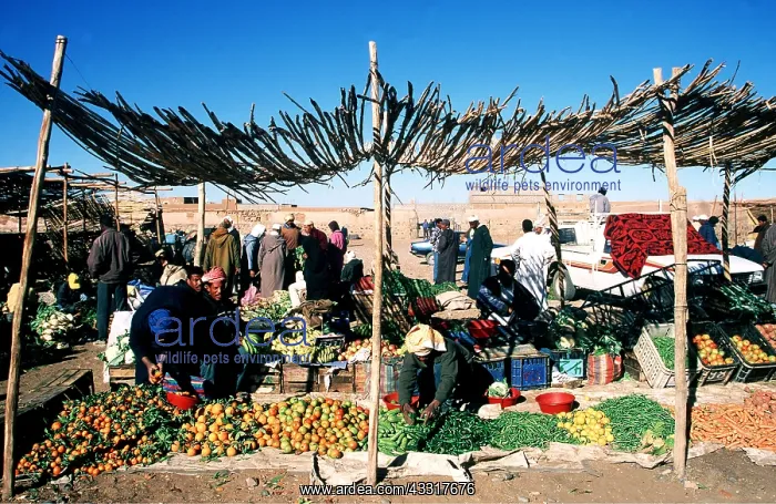 : MOROCCO - Tamegroute market, (souk), Draa Valley : MOROCCO - Tamegroute market, (souk), Draa Valley