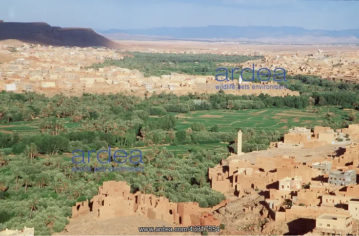 : MOROCCO - TODRA PALMERY & TOWN : MOROCCO - TODRA PALMERY & TOWN