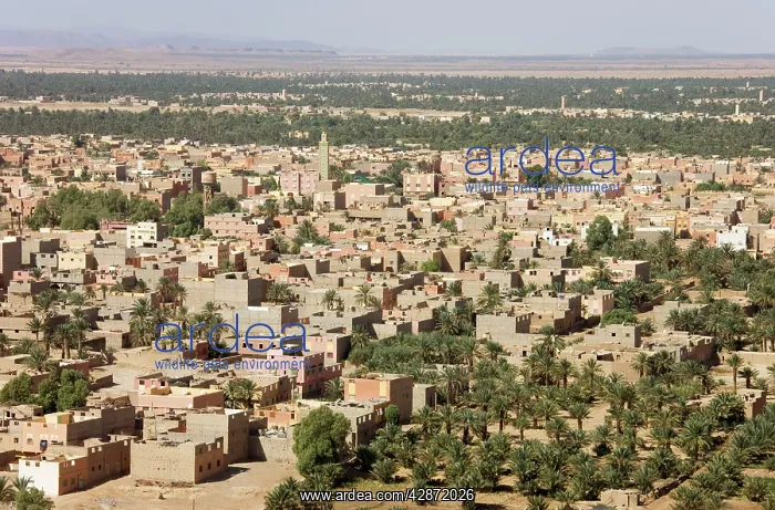 : Morocco - The town of Erfoud with its extensive : Morocco - The town of Erfoud with its extensive