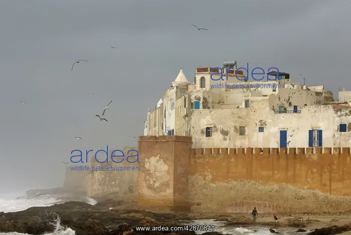 : Morocco - View of the eighteenth-century town of : Morocco - View of the eighteenth-century town of