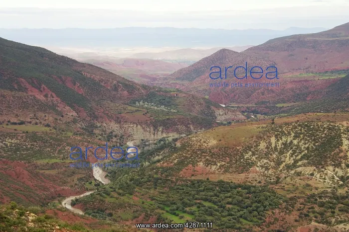 : Morocco - View of the northern foothills of the : Morocco - View of the northern foothills of the