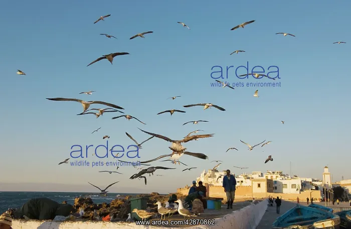 : Morocco - View from the port entrance with its : Morocco - View from the port entrance with its