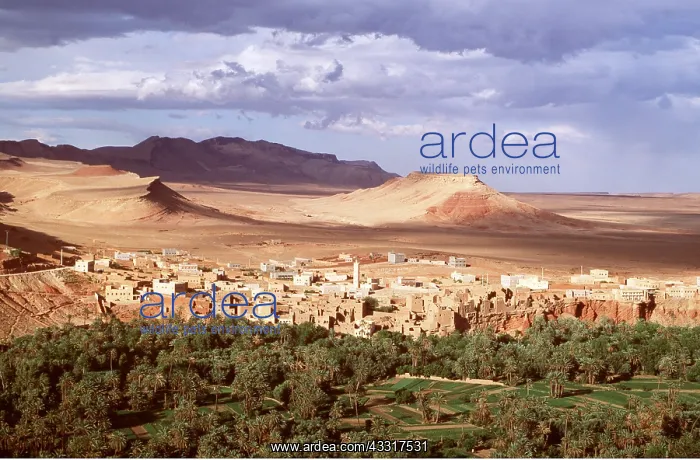 : MOROCCO - Village with palmery : MOROCCO - Village with palmery