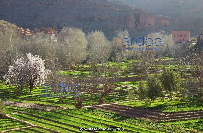  : Morocco - Villages in the fertile Dades Gorge