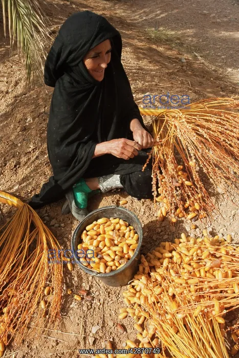 : Morocco - A woman picks off the harvested dates : Morocco - A woman picks off the harvested dates