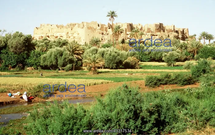 : MOROCCO - Women washing in Ziz River : MOROCCO - Women washing in Ziz River