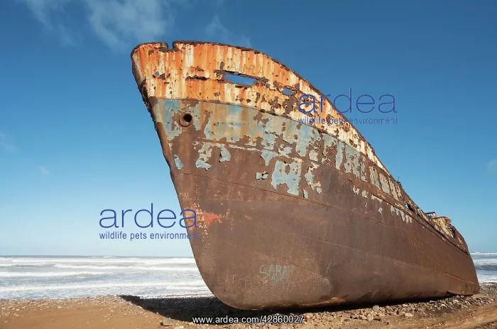  : Morocco - The Zahra shipwreck at the shore of the