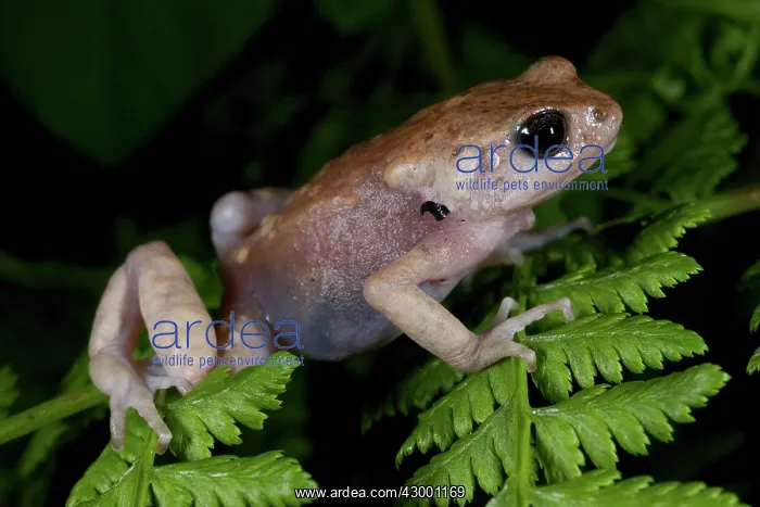  : Morogoro Tree Toad