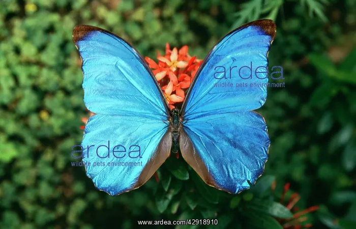 : MORPHO amatonte Butterfly - blue shading, wings in full view : MORPHO amatonte Butterfly - blue shading, wings in full view